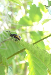 Monocesta ducalis