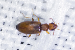 Anthicinae