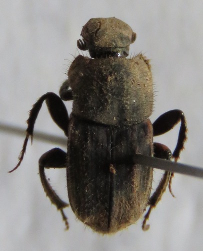 Eurysternus plebejus