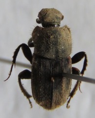Eurysternus plebejus