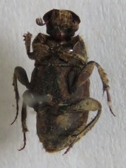 Eurysternus plebejus