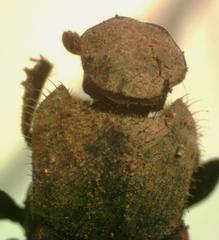 Eurysternus plebejus