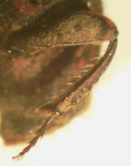 Eurysternus plebejus