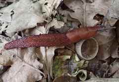 Limax dacampi
