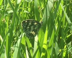 Melanargia galathea