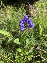 Dracocephalum ruyschiana