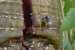 Monocesta ducalis