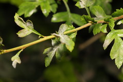 Podosphaera clandestina