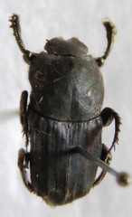 Eurysternus mexicanus
