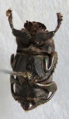 Eurysternus mexicanus