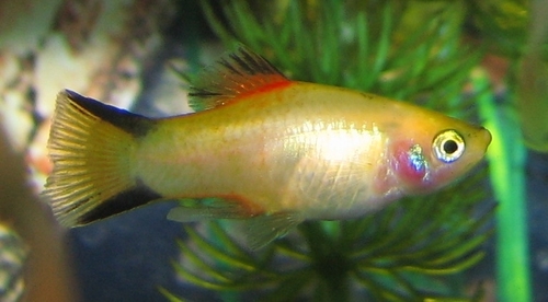 Southern Platyfish
