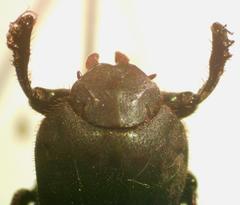 Eurysternus mexicanus