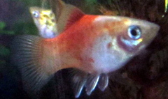 Southern Platyfish photo 3