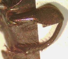 Eurysternus mexicanus