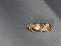 Pseudosciaphila duplex