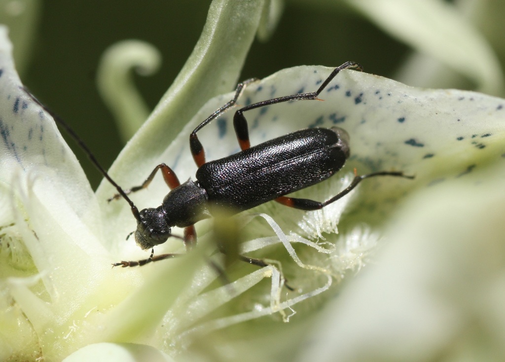 Idiopidonia pedalis