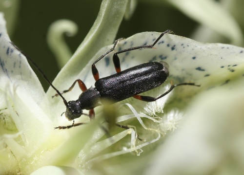 Idiopidonia pedalis