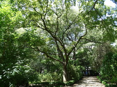 Celtis bungeana