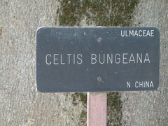 Celtis bungeana