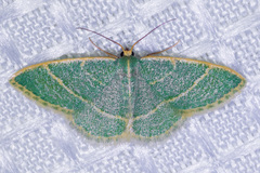 Chlorochlamys appellaria