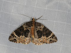 Ecliptopera silaceata