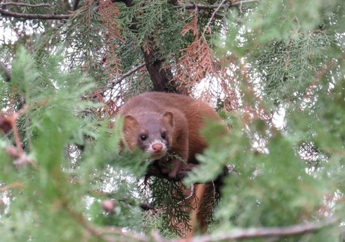 Mustela sibirica