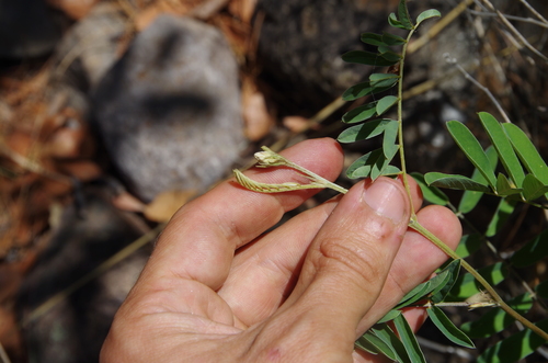 Image of Tephrosia thurberi by (c) Eric Knight, some rights reserved (CC BY)