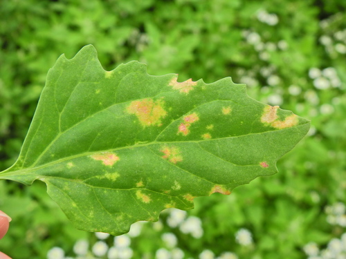 Peronospora variabilis · iNaturalist United Kingdom