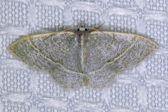 Chlorochlamys appellaria