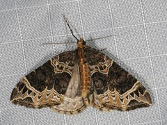 Ecliptopera silaceata