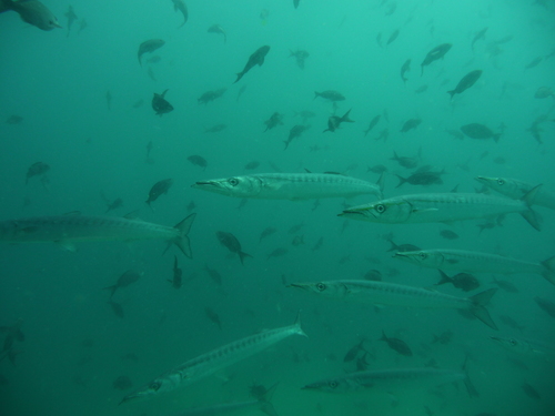 Pelican barracuda (Sphyraena idiastes) — Sphyraenidae — 4