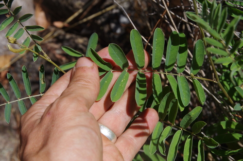 Image of Tephrosia thurberi by (c) Eric Knight, some rights reserved (CC BY)