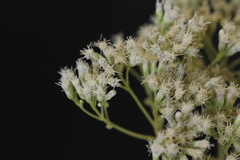 Austroeupatorium inulifolium