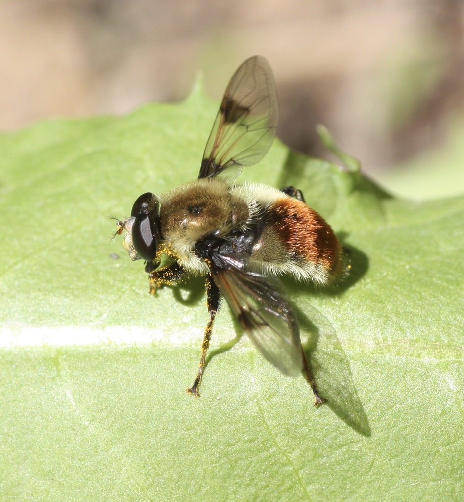 Spot-winged Pond Fly