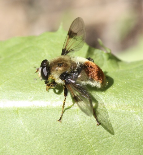 Spot-winged Pond Fly