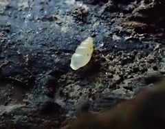 Carychium