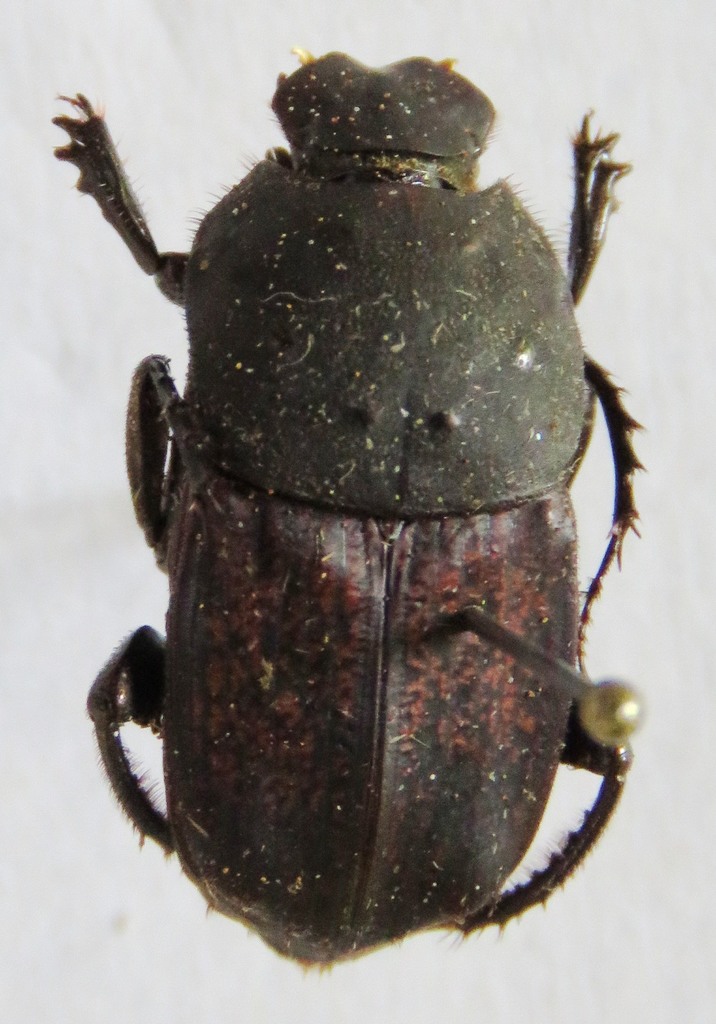 Eurysternus magnus