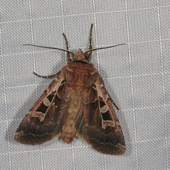 Euxoa divergens