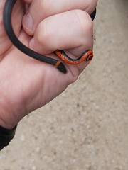 Diadophis punctatus stictogenys
