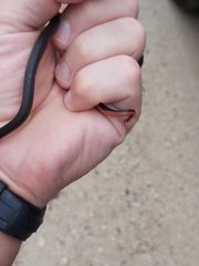 Diadophis punctatus stictogenys