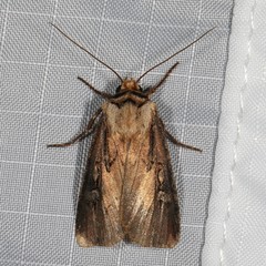 Agrotis volubilis