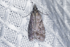 Eudonia rectilinea