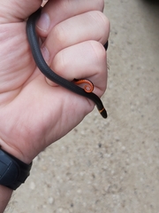 Diadophis punctatus stictogenys
