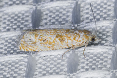 Pelochrista comatulana