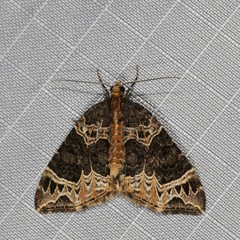 Ecliptopera silaceata