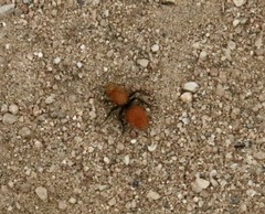 Dasymutilla coccineohirta