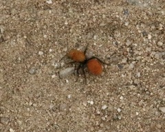 Dasymutilla coccineohirta