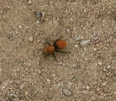 Dasymutilla coccineohirta