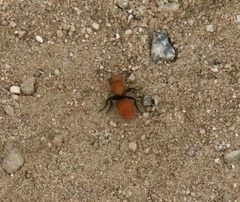 Dasymutilla coccineohirta