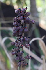 Rhynchosia melanocarpa